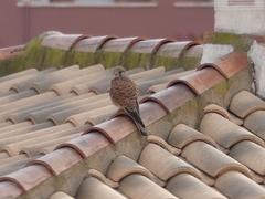 Falco tinnunculus tinnunculus