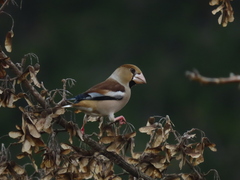 Coccothraustes coccothraustes coccothraustes