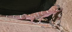 Underwoodisaurus milii
