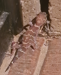Underwoodisaurus milii
