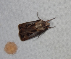 Agrotis spinifera