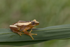 Afrixalus fornasini