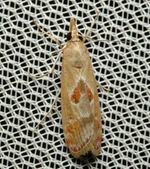 Syntonarcha iriastis