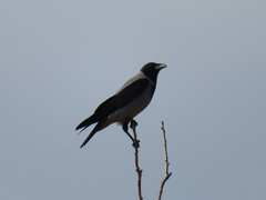 Corvus cornix sharpii