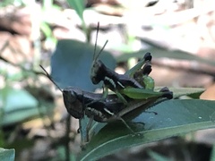 Methiolopsis geniculata