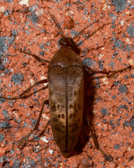 Trigonodera mastersii