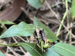 Methiolopsis geniculata