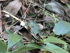 Methiolopsis geniculata