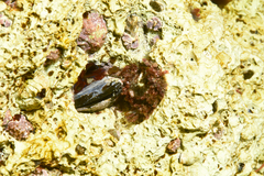 Lithophaga lithophaga