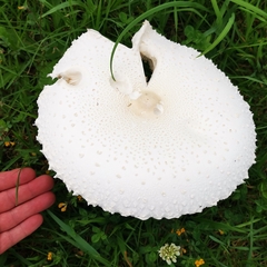 Macrolepiota dolichaula