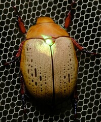 Anoplognathus olivieri