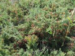 Nitraria billardierei