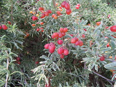 Nitraria billardierei