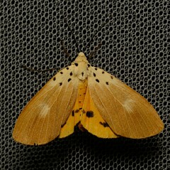 Asota iodamia