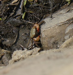 Parasesarma erythodactylum