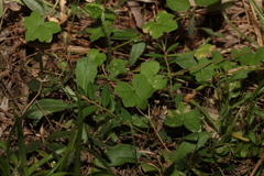 Hydrocotyle acutiloba