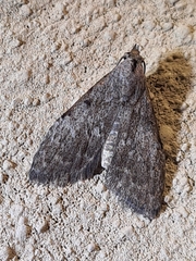 Nola pleurosema