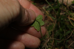 Hydrocotyle acutiloba
