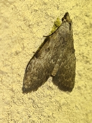 Nola pleurosema