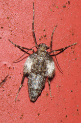 Operophtera brumata