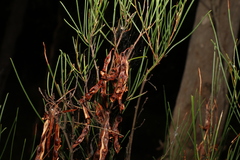 Acacia quadrilateralis