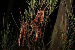 Acacia quadrilateralis