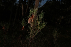 Acacia quadrilateralis