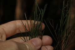 Acacia quadrilateralis