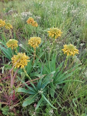 Aloe ecklonis