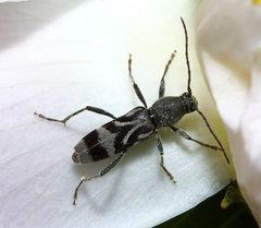 Chlorophorus motschulskyi