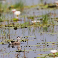 Nettapus coromandelianus