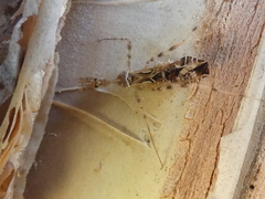 Stenolemus bituberus