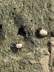 Siphonaria pectinata