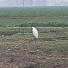 Ardea alba
