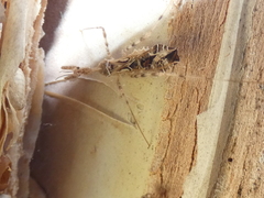 Stenolemus bituberus