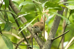 Synallaxis albescens