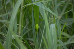 Hyperolius tuberilinguis