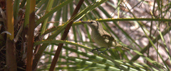 Vireo magister
