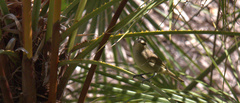 Vireo magister