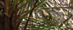 Vireo magister