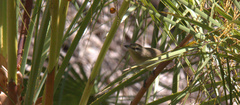 Vireo magister