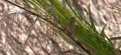 Vireo magister