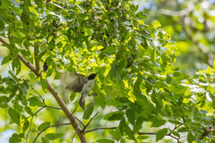 Anthreptes longuemarei