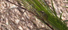 Vireo magister