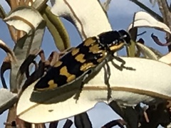 Buprestinae