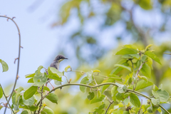 Apalis melanocephala