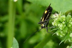 Capsodes sulcatus