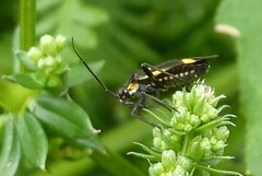 Capsodes sulcatus