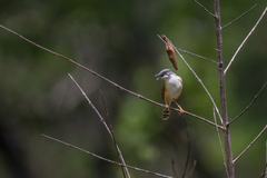 Prinia erythroptera