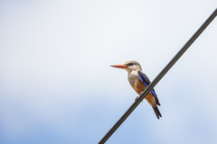 Halcyon leucocephala